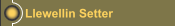 Llewellin Setter