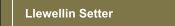 Llewellin Setter