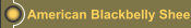 American Blackbelly Sheep