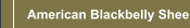 American Blackbelly Sheep